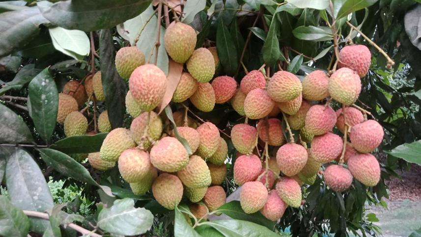 Litchis-Ishwardi-Pabna-1.jpg