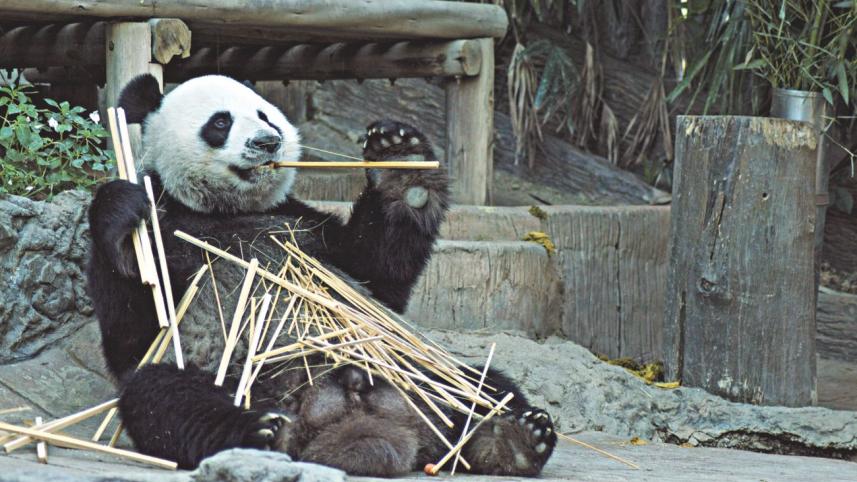 A Panda-full possibility