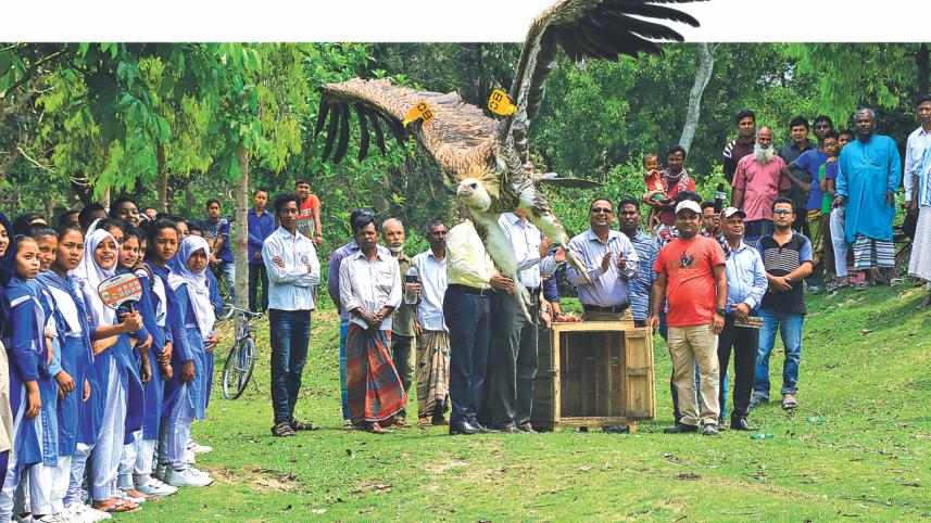 A rehabilitated vulture 1.jpg