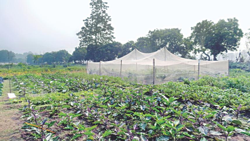 A vegetable patch 1.jpg