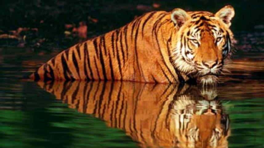 Royal Bengal tigers in the Sundarbans