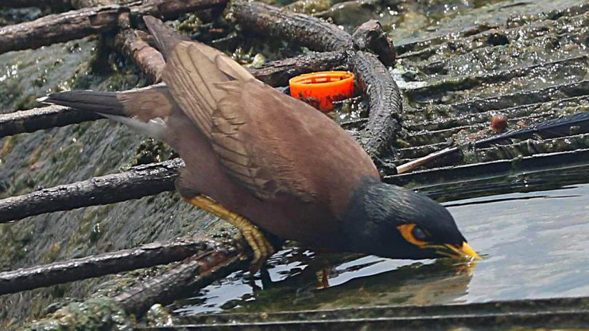 Bangladesh Temperature Today