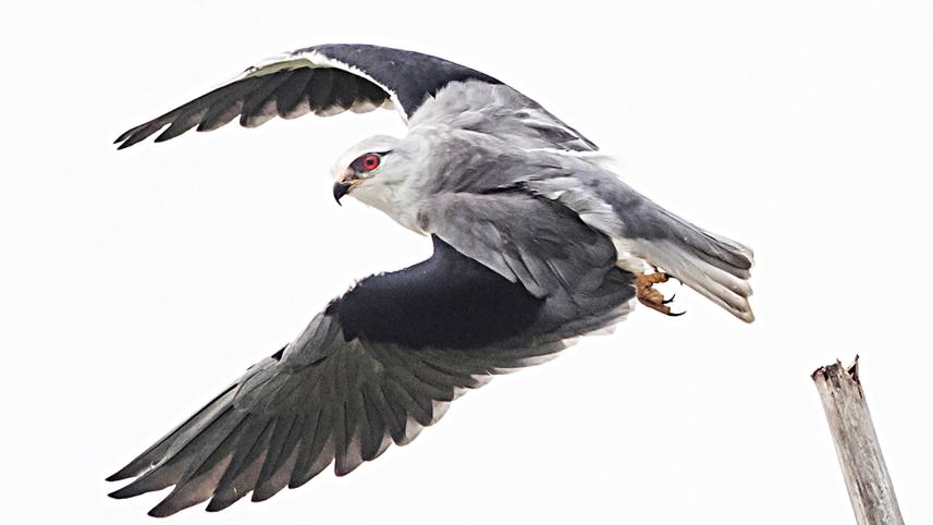 Black-shouldered-Kite.jpg