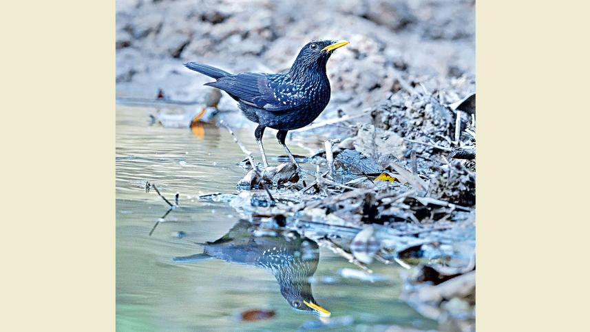 Blue-Whistling-Thrush.jpg