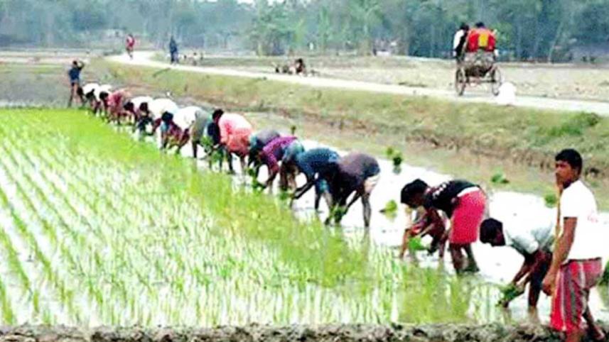 Boro cultivation Gaibandha.jpg