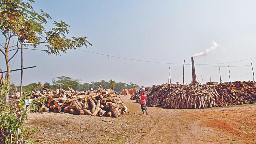 Trees felled to feed brick kiln