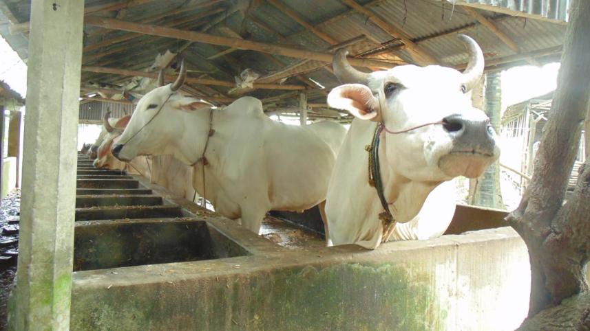 Cattle fattening.jpg