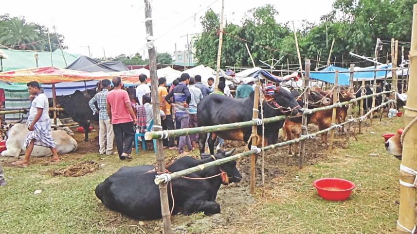 Dhaka cattle market