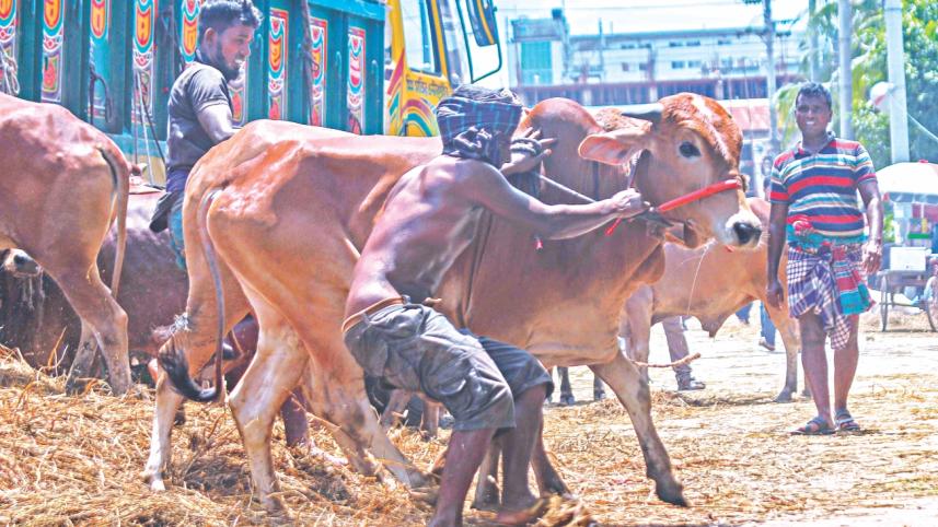 Cattle markets 1.jpg