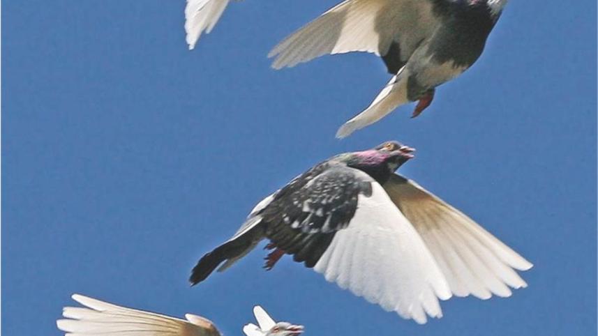 Chasing the Winged Rats