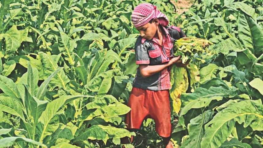 child in tobaco 2.jpg