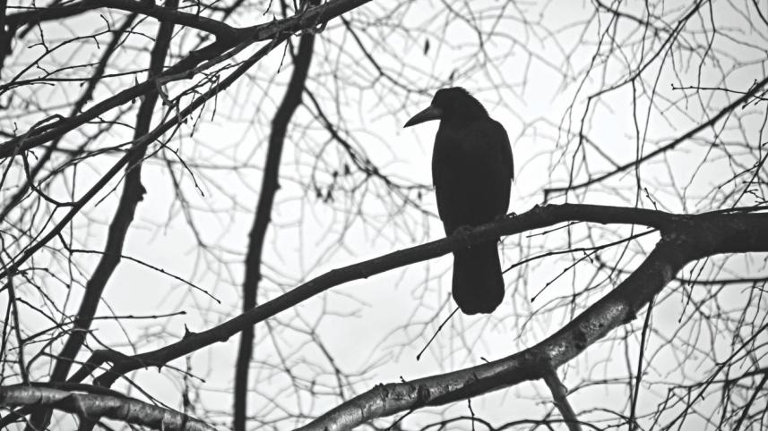 Crow