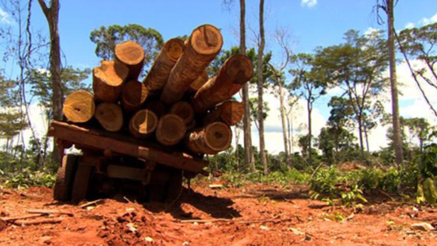 deforestation-BBC.jpg