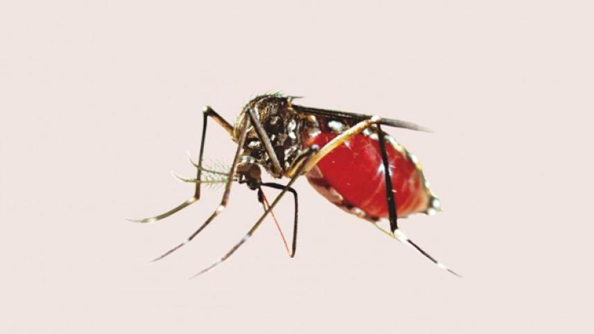 Dengue