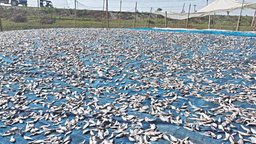Dried fish making 1.jpg