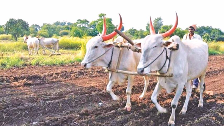 drought rural India.jpg