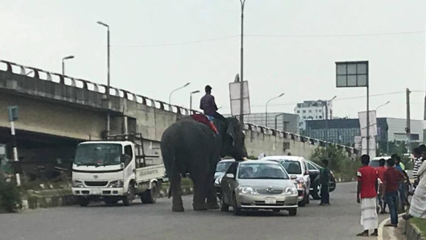 elephant-extortion-airport-road