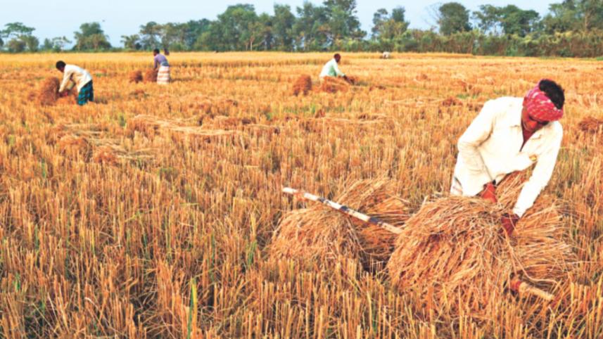 farmers harvesting.jpg