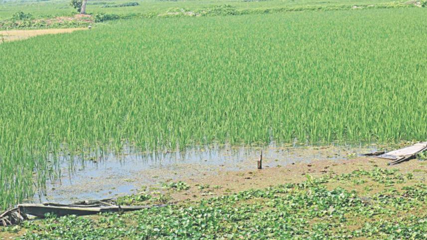 Farming suffers embankment.jpg