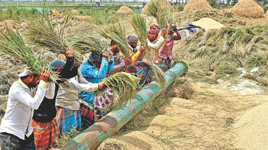 Fields of Gold10.jpg