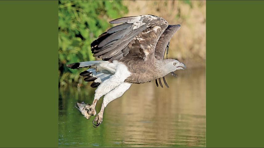 fish eagle.jpg