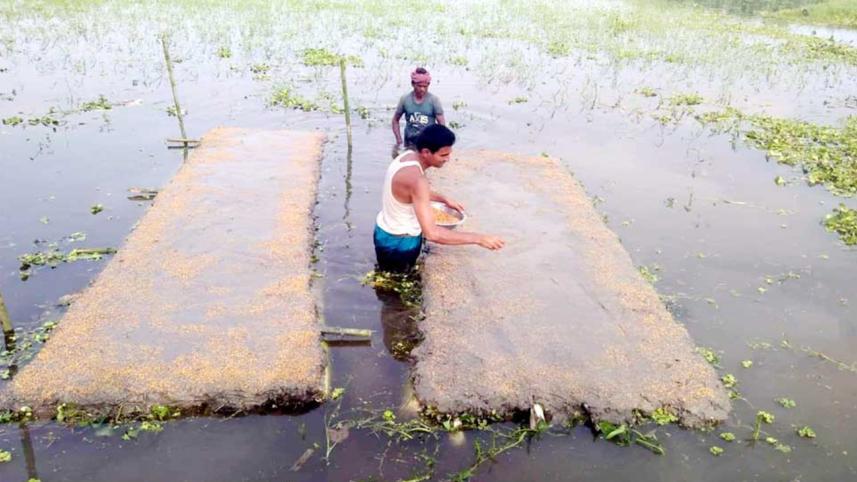 Floating Aman seedbeds.jpg