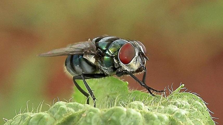 fly public health surveillance