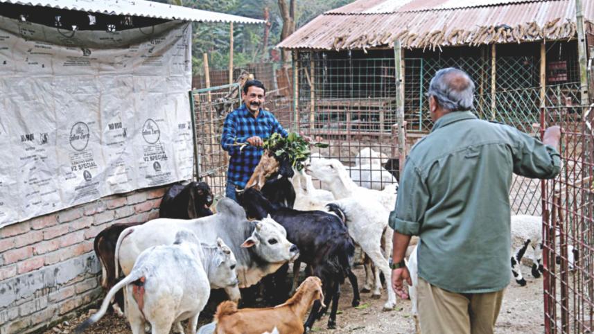 foreign cattle species.jpg