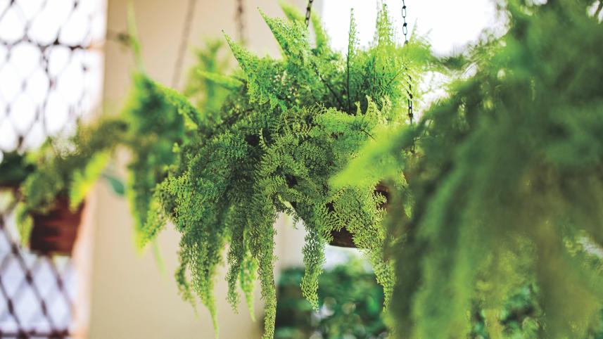 Vertical Gardening