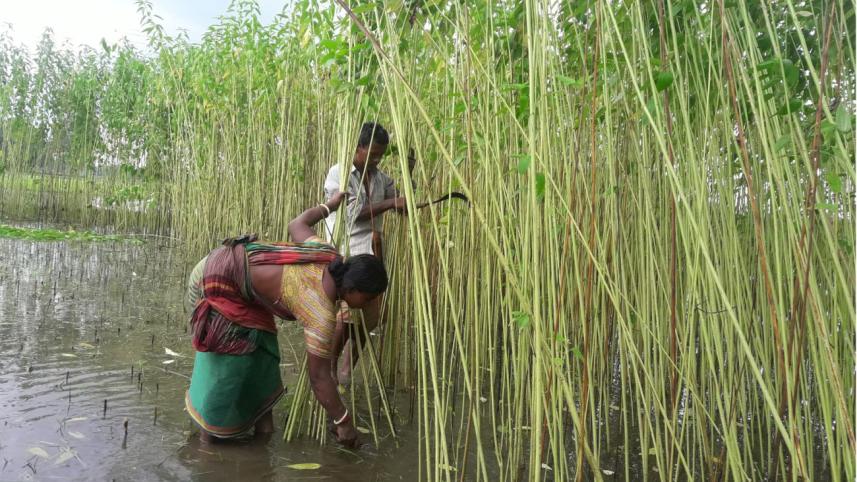 Good yield jute 1.jpg