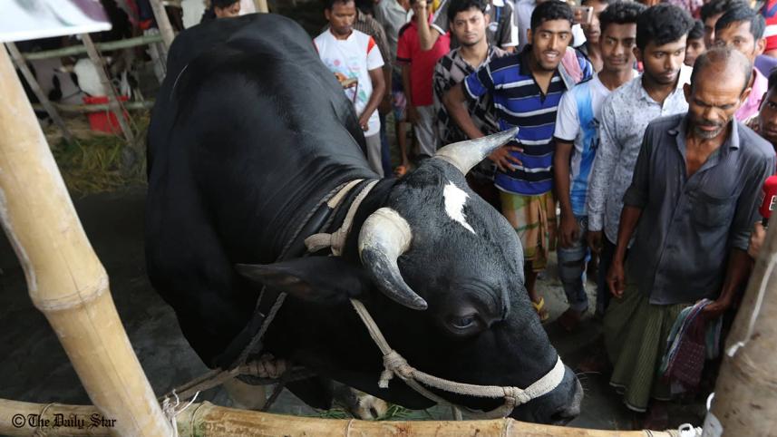 Eid Cattle Markets in Dhaka