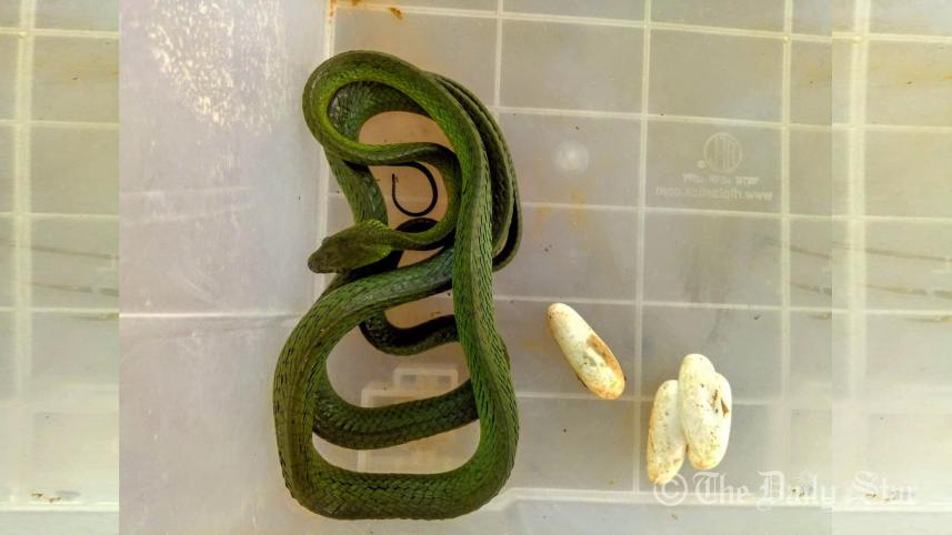 green-snake-mintu-wb.jpg