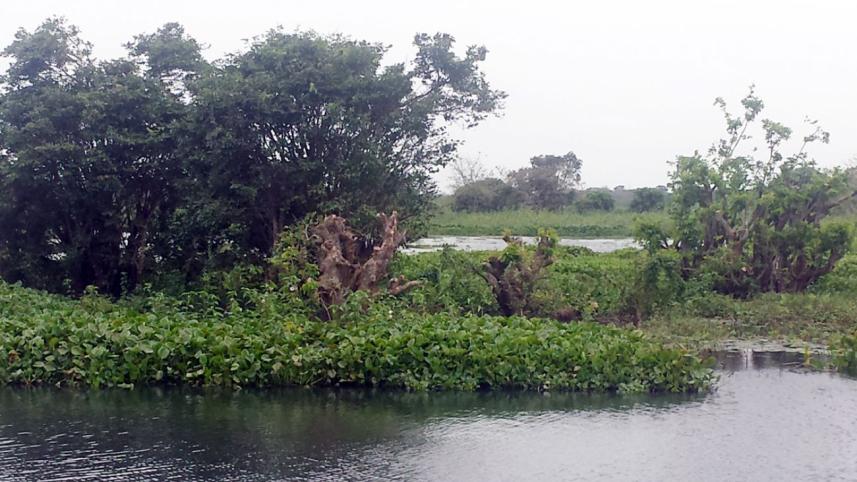 habiganj swamp.jpg
