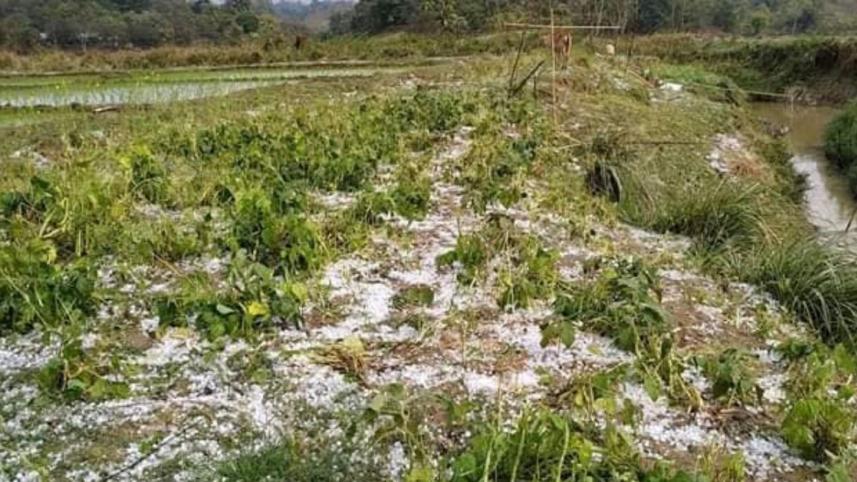 Hailstorm damages crops