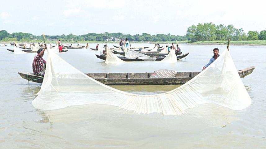 halda fish egg 1.jpg