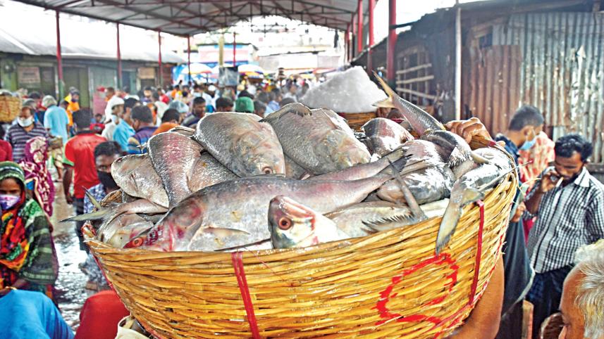 Hilsa-production-rise.jpg