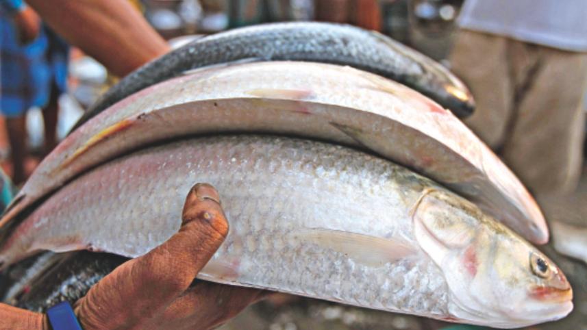 hilsa.jpg