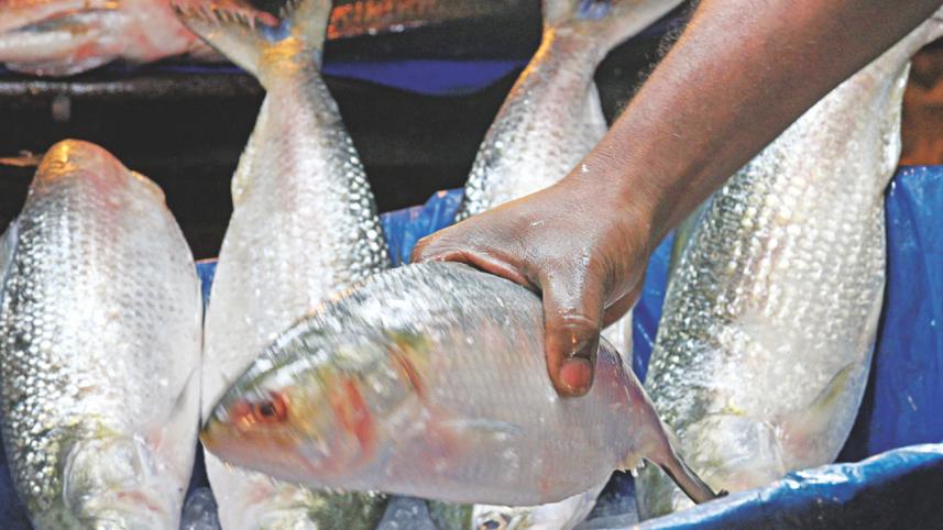 Ban on hilsa fishing