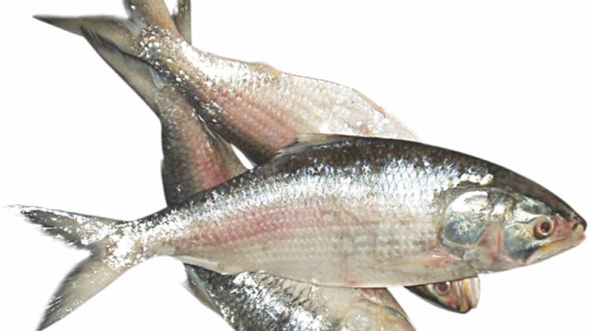 Hilsa fish