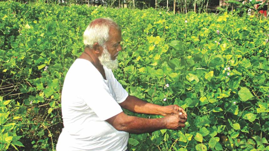 Hybrid Bean Farming.jpg