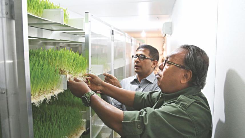 Hydroponic grass.jpg