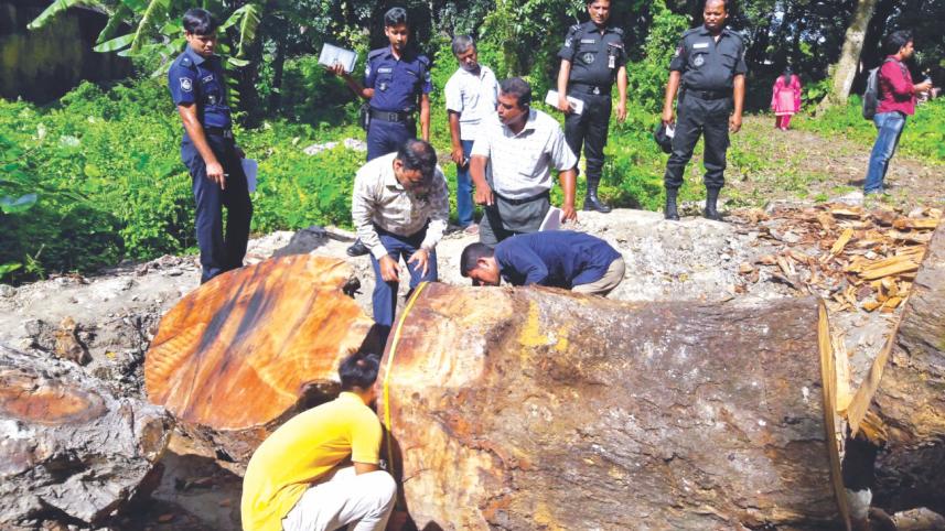 Illegal tree cutting