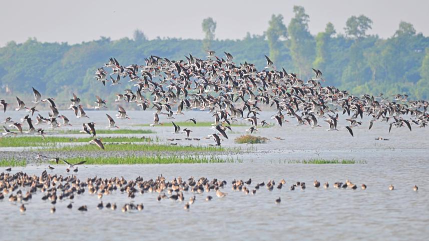 Indian Skimmers.jpg