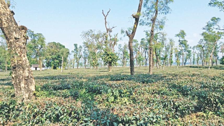 investing tea plantation.jpg