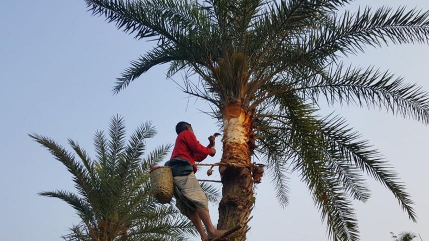 Jashore date palm.jpg