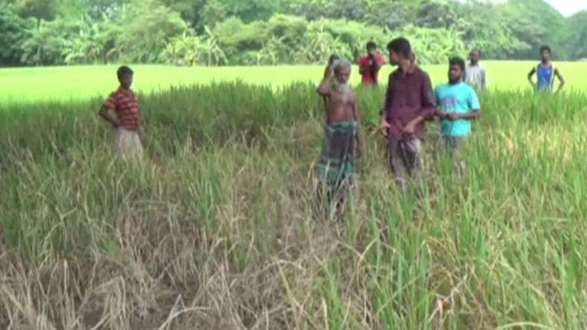 Leaf folder insects.jpg