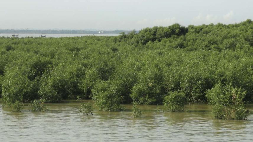 Little Sundarbans.jpg