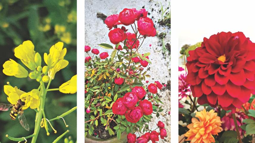 Loving and Living with Plants