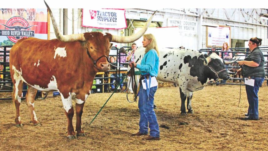 Loving animals for a day