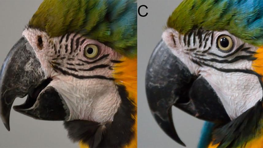 Macaw.jpg